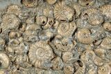 Ammonite (Promicroceras & Cymbites) Cluster - England #279475-1